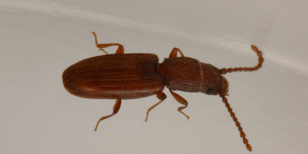 Bothrideres bipunctatus (Bothrideridae) e Cryptolestes cfr. duplicatus (Laemophloeidae)